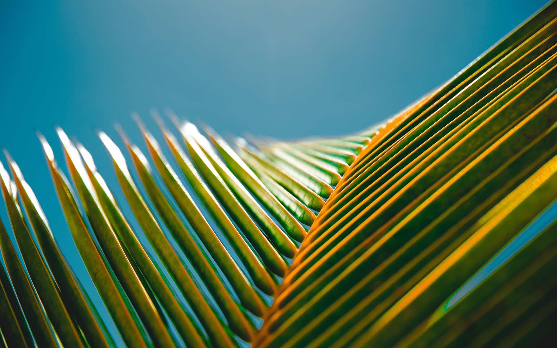 Palm